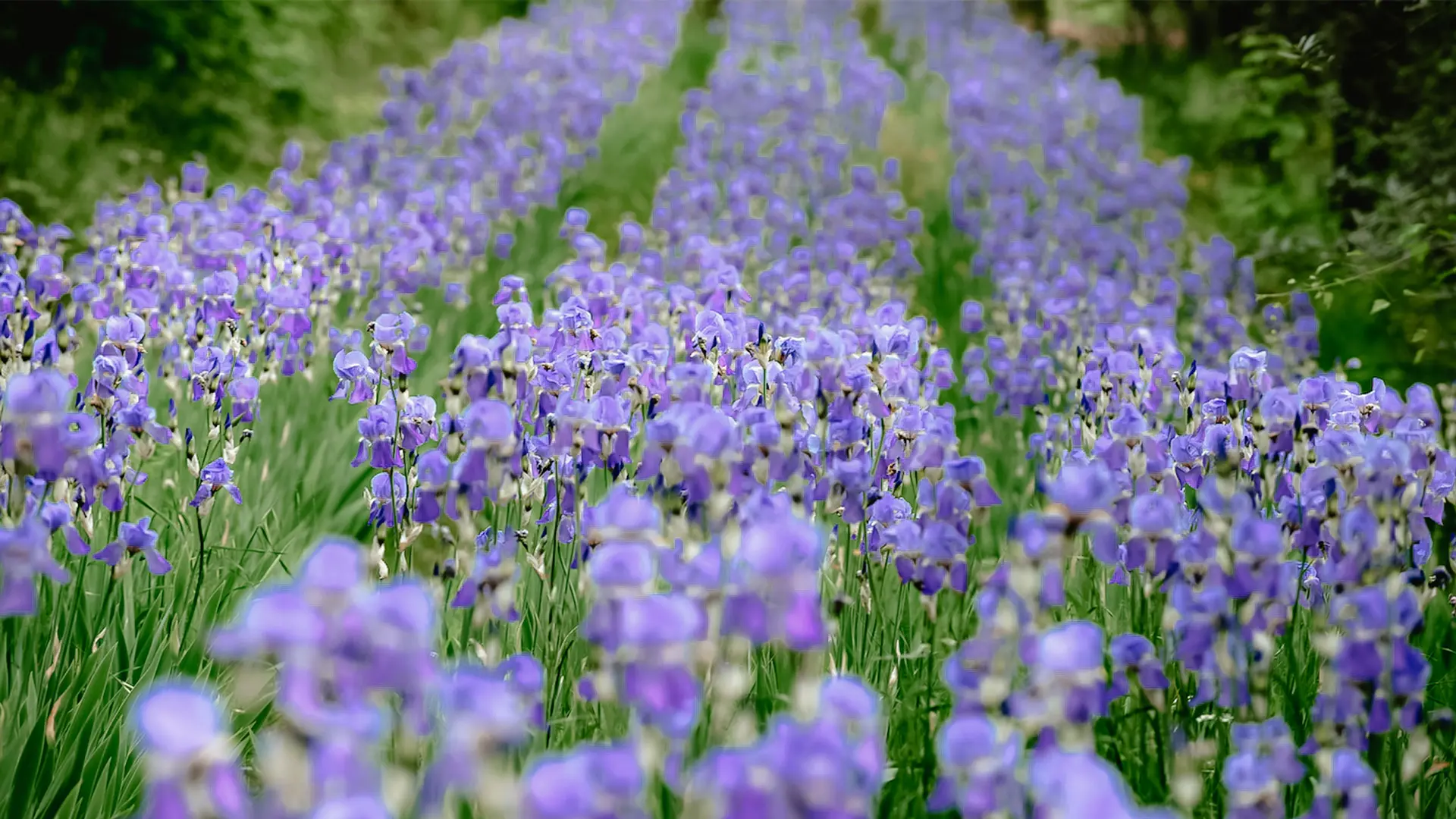 Scopri cosa fare a primavera nel Chianti e goditi un picnic durante la fioritura dell'iris