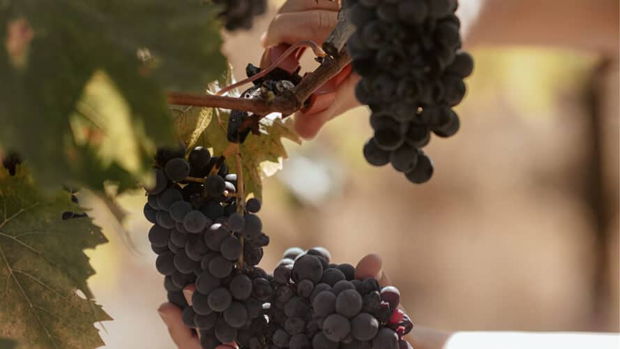 La raccolta dell'uva in autunno nel Chianti