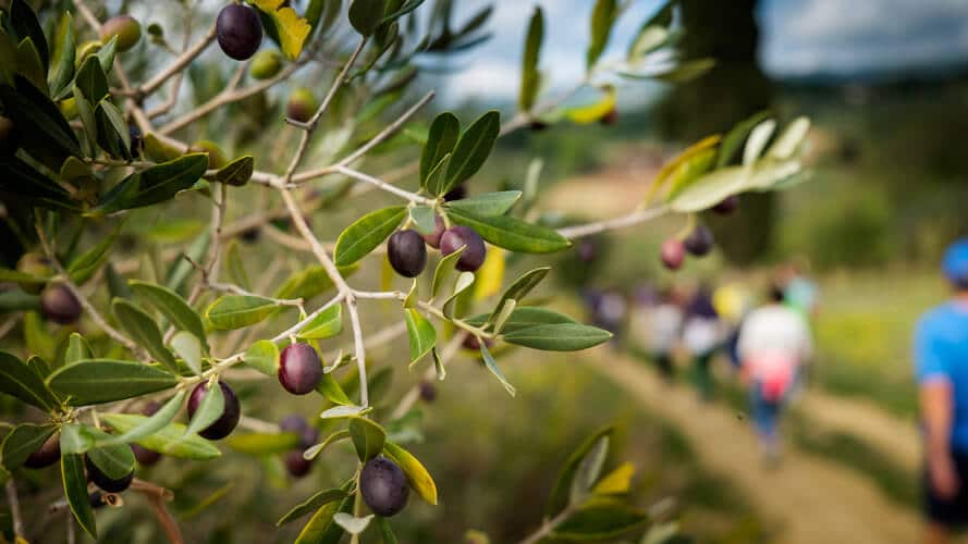 L'autunno è la stagione perfetta per scoprire l'olio nuovo del Chianti