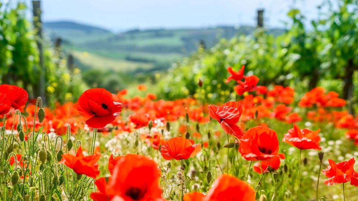 Le fioriture a Maggio nel Chianti - Campo di papaveri
